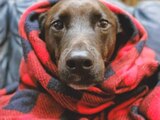Descubre si tu perro tiene frío con estas señales.