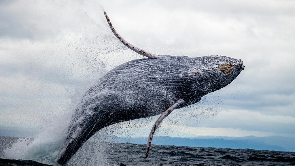 Una ballena saltando sobre el agua