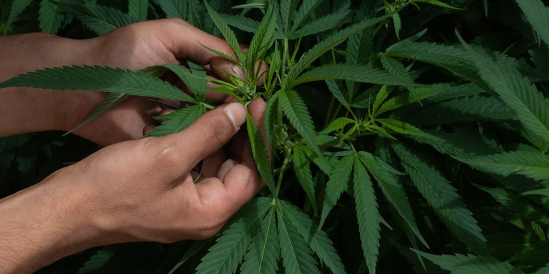 Una de las plantas de cannabis