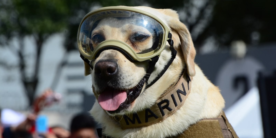 Los binomios caninos son aliados del Plan Marina en emergencias.