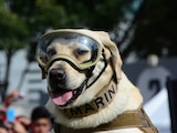 Los binomios caninos son aliados del Plan Marina en emergencias.