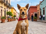 El simpático canino es reconocido por autoridades mexicanas