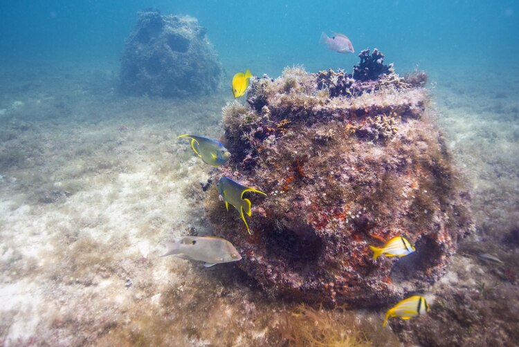 Lanzan Reef Balls al mar para restaurar el ecosistema acuático