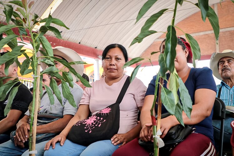 Por medio del Programa para Devolverle la Grandeza al Campo, en Huehuetla se otorgaron plantas de aguacate y limón, mientras que en Tenango de Doria se entregaron paquetes apícolas con un valor total de 10 millones de pesos.