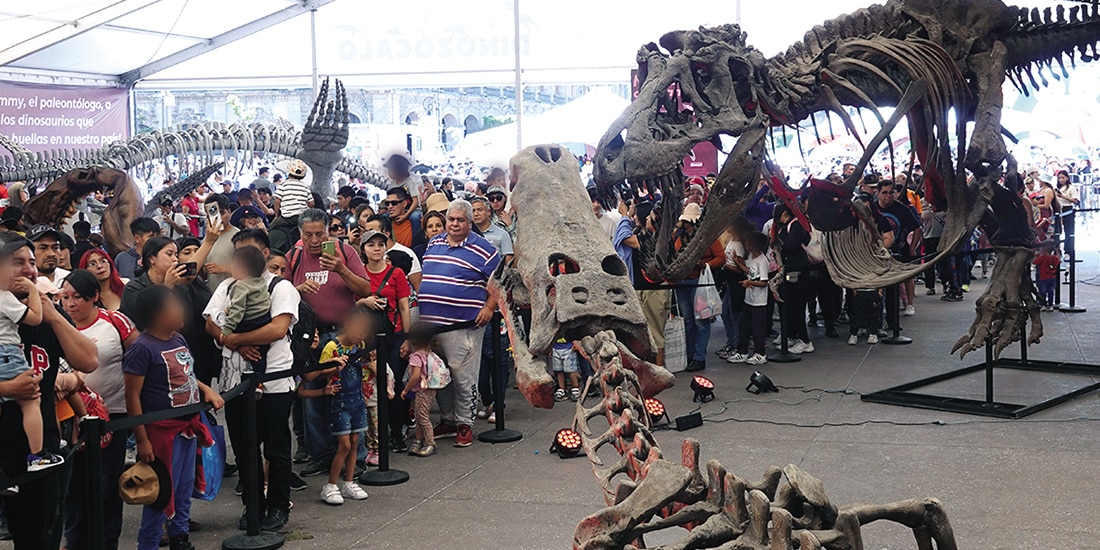 Esqueletos de dinosaurios y otros animales, se pueden apreciar en el Museo de Historia Natural.