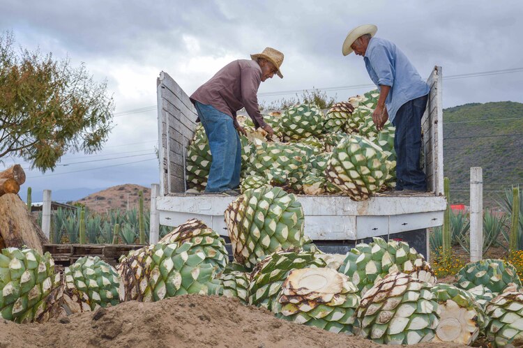 Mezcal, entre productos agroalimentarios mexicanos con el mayor valor de exportación.