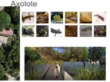 Hay 18 especies de axolotes que existen en nuestro país.