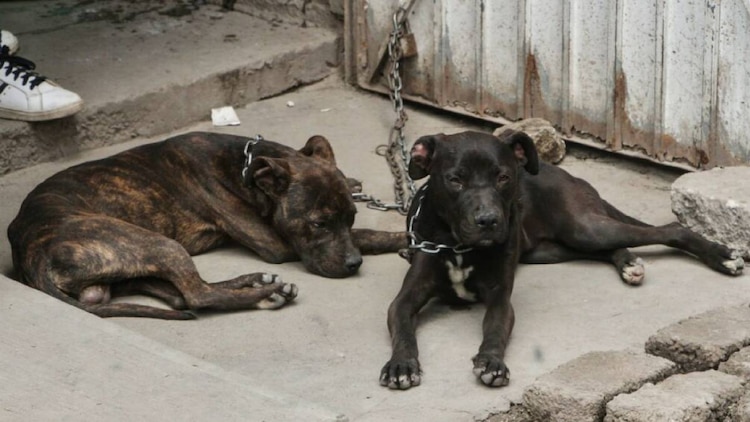 Se incluirá la enseñanza del cuidado animal en las escuelas