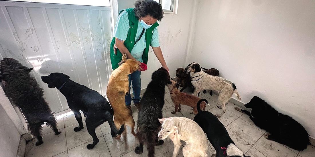 Algunos canes en refugio
del Ajusco, ayer.