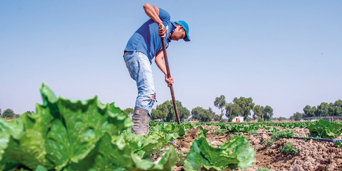 Producción de lechuga en México, en imagen de archivo.