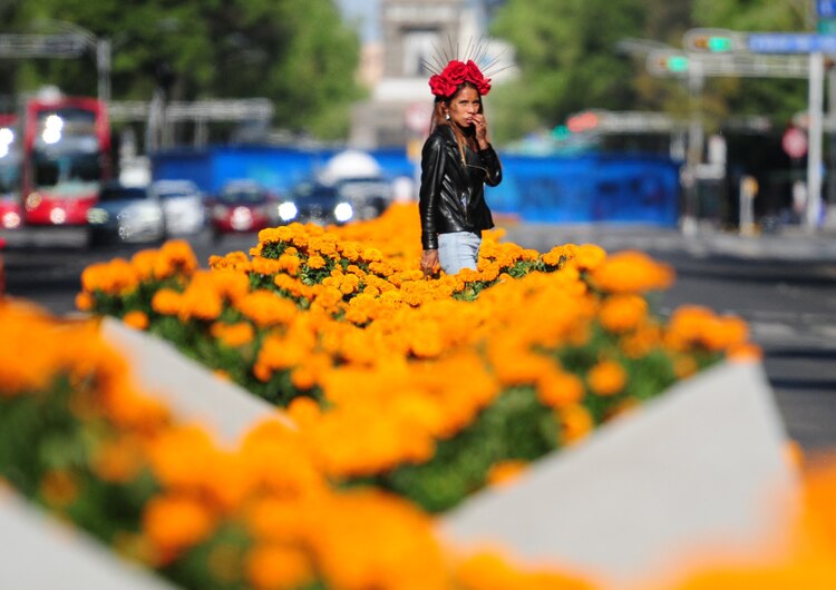 Como parte de las actividades para conmemorar el Día de Muertos en la capital, se colocaron cientos de flores de cempasúchil sobre Paseo de la Reforma