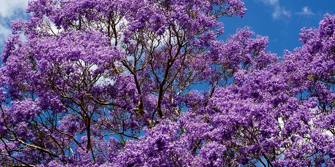 Mañana fue primavera