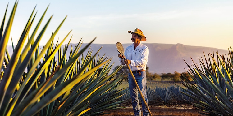 Los jimadores mantienen la tradición.