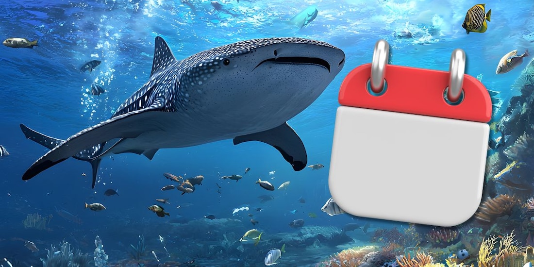 Esta es la temporada del tiburón ballena en México.