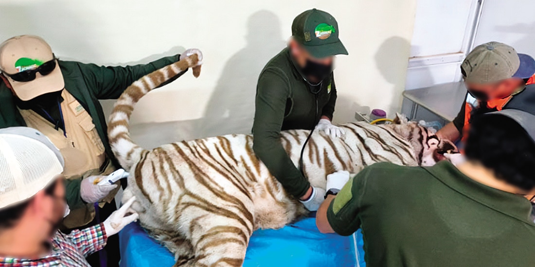 EL ANIMAL fue llevado en vano a las instalaciones de Reino Animal para su atención.