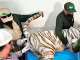 EL ANIMAL fue llevado en vano a las instalaciones de Reino Animal para su atención.