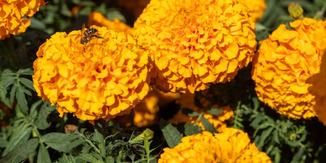 Flores de cempasúchil que adornaron el Zócalo de la Ciudad de México este 2025.