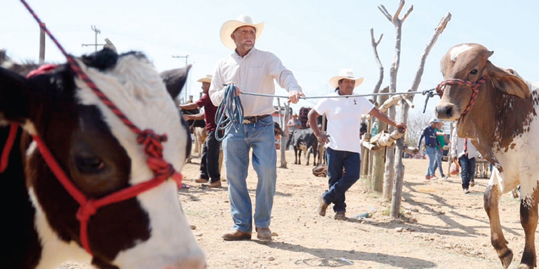 CRIADORES y vendedores de ganado en Oaxaca, el pasado 15 de abril.