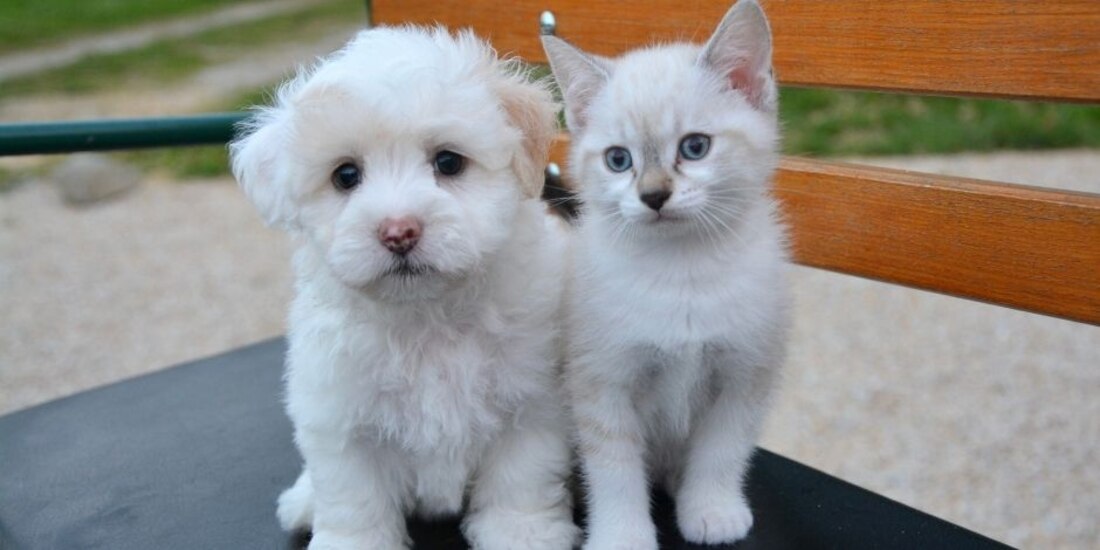 Nuevo León aprobó una reforma para castigar la crueldad contra los animales de compañía.