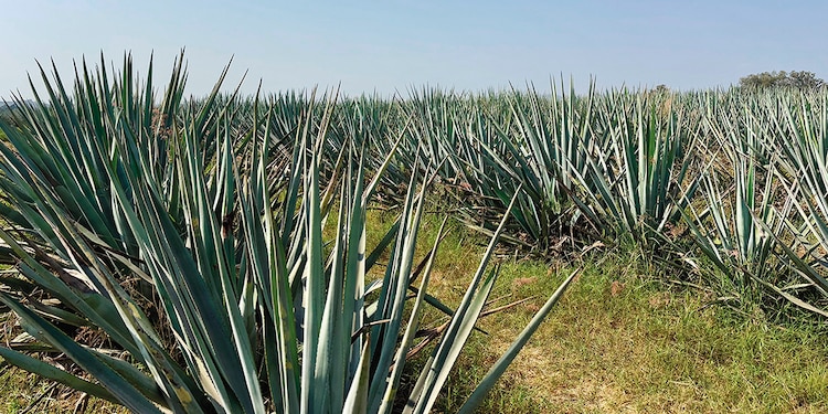 El paisaje agavero abarca más de 34 mil hectáreas.