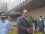 Siembran planta de marihuana en Cámara de Diputados