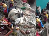 Dormido en el nacimiento, así 'atraparon' a un perrito