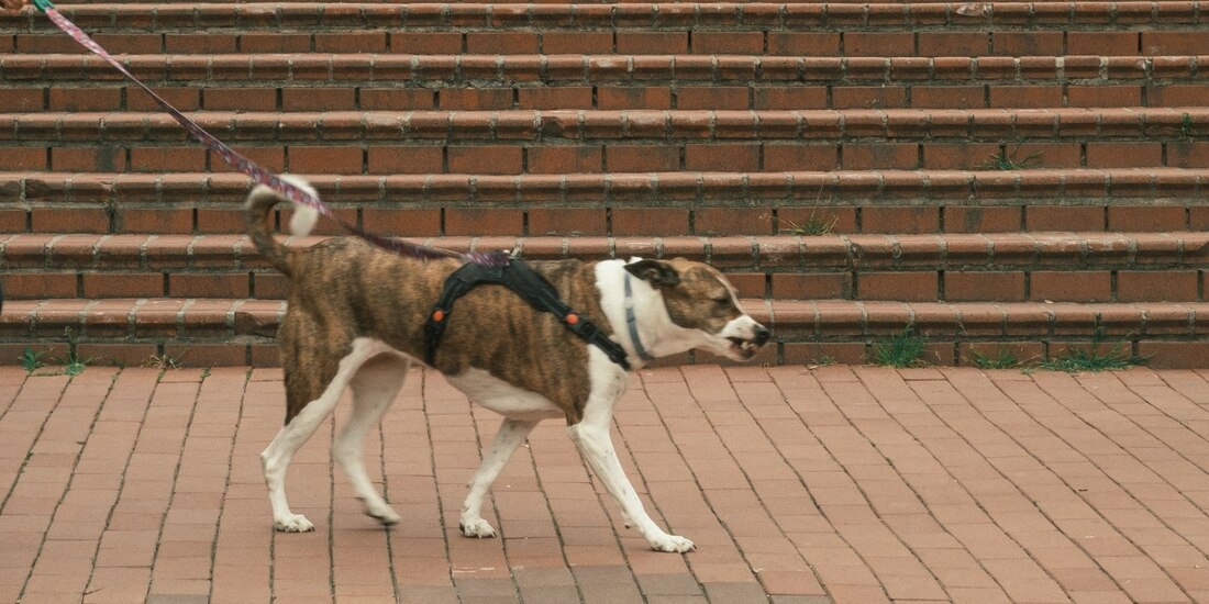 Perro de compañía en imagen de archivo