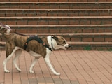 Perro de compañía en imagen de archivo
