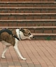 Perro de compañía en imagen de archivo