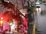 Fuertes lluvias provocan caída de árboles en algunas zonas de la CDMX.