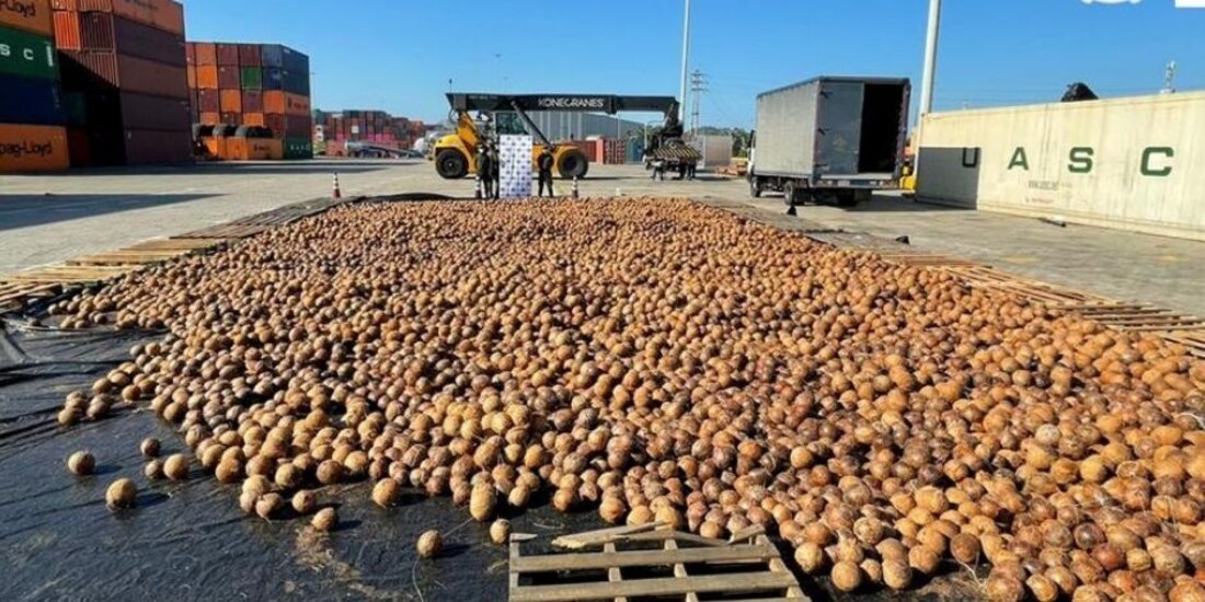 Incautan 20 mil cocos con cocaína líquida en Colombia.