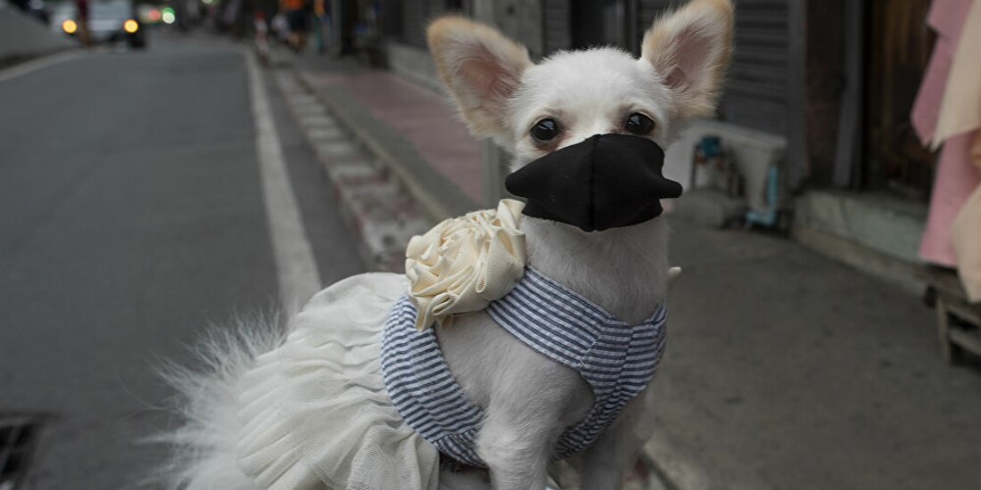 Perros se infectan de COVID-19 en México