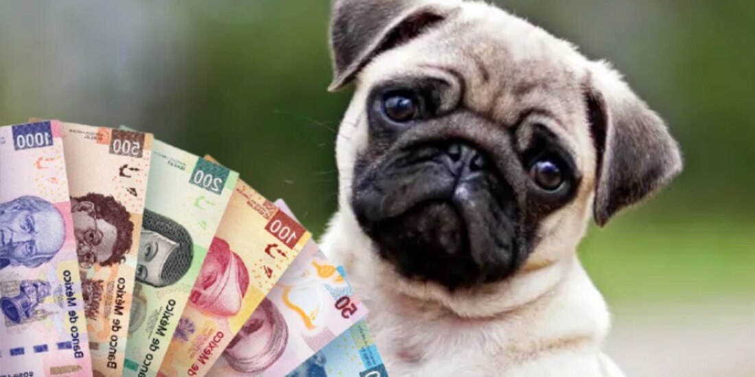 Las mascotas deben contar con su registro hecho por sus dueños