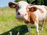 Resulta que las vacas aprenden a ir al baño, y lo pueden hacer en un par de semanas