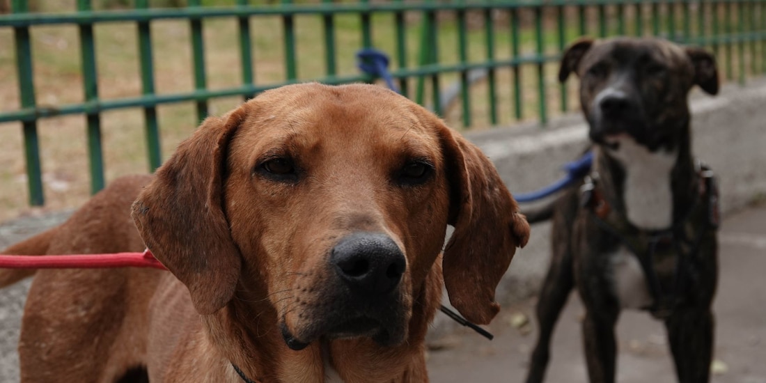 Perros en imagen ilustrativa