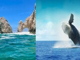 Temporada de ballenas en Los Cabos.
