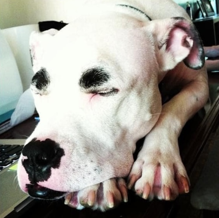 El tierno perrito "de las cejas" recibe muchas muestras de cariño