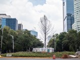 El ahuehuete plantado sobre Paseo de la Reforma, en Ciudad de México, en una fotografía tomada en julio pasado.