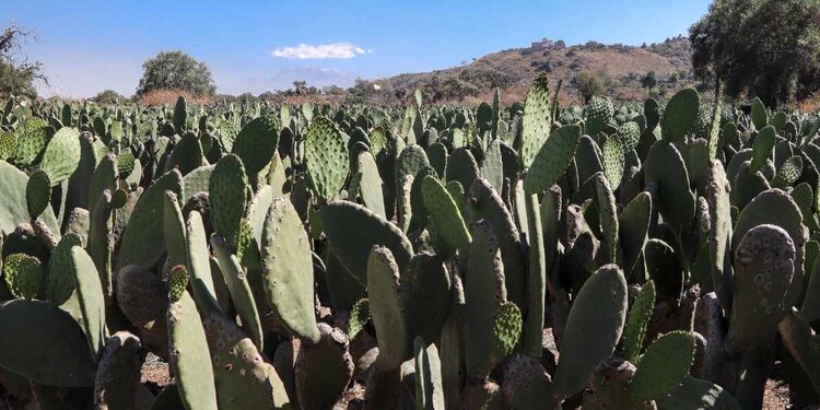 El proyecto comenzará en Zacatecas, en beneficio de agricultores y ganaderos, señaló la Secretaría de Agricultura.