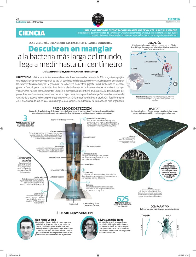 Descubren en manglar a la bacteria más larga del mundo, llega a medir hasta un centímetro