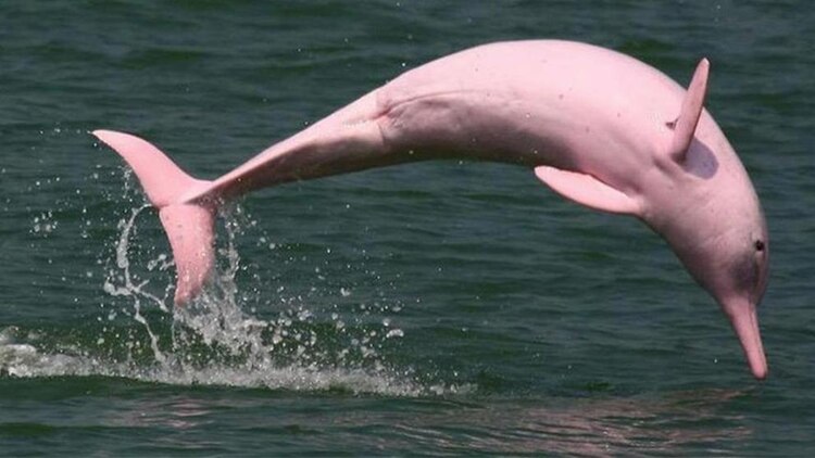 Delfines rosados
