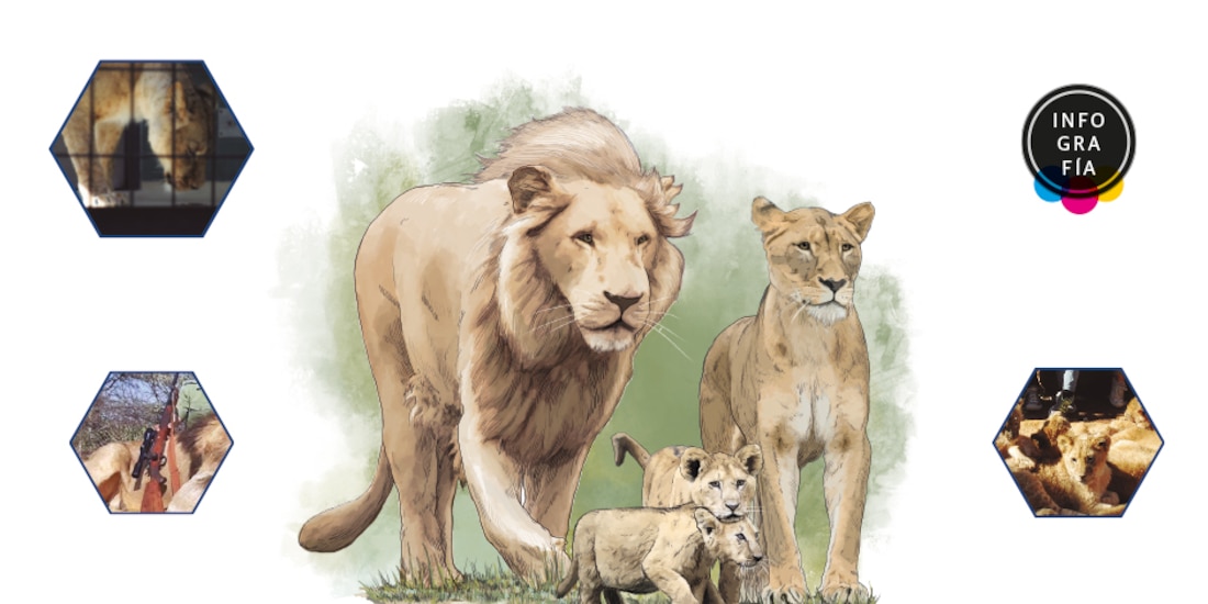 Sudáfrica pone fin a la controvertida industria del león cautivo