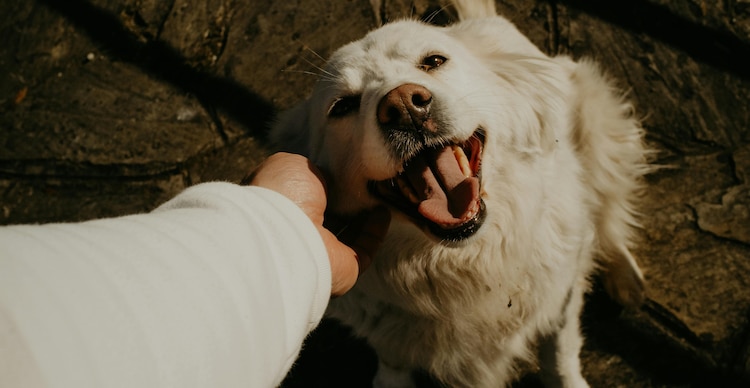 Animales de compañía