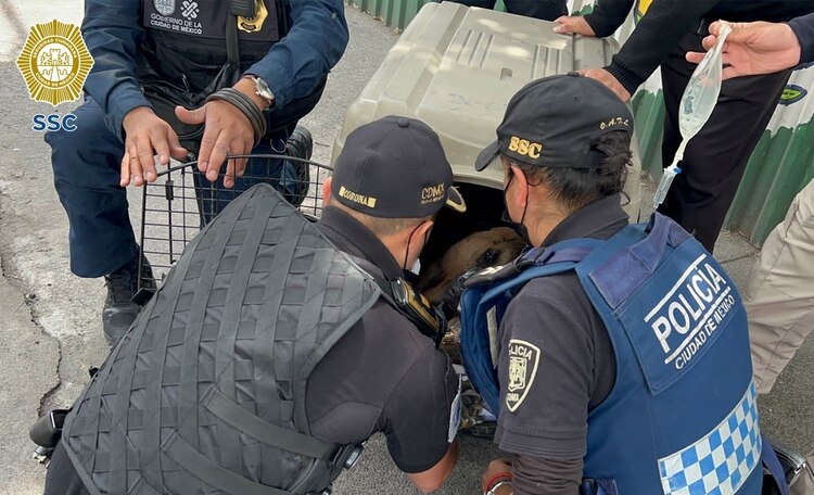 Subieron al perro a una transportadora.