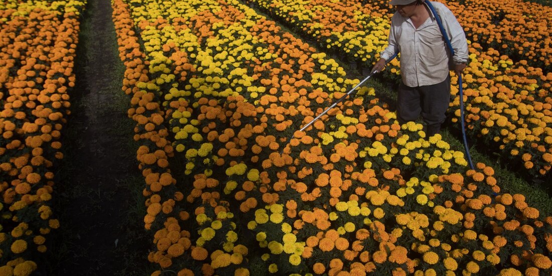 Con 50% de la participación, Puebla y Estado de México son los mayores productores de la flor en el país, dice Conmexflor; también destaca el papel de Xochimilco, en la CDMX.