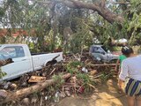 Habitantes caminan entre los árboles colapsados en Coyuca de Benítez, ayer.