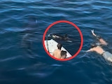 Nadadores quedan rodeados por orcas en el Mar de Cortés