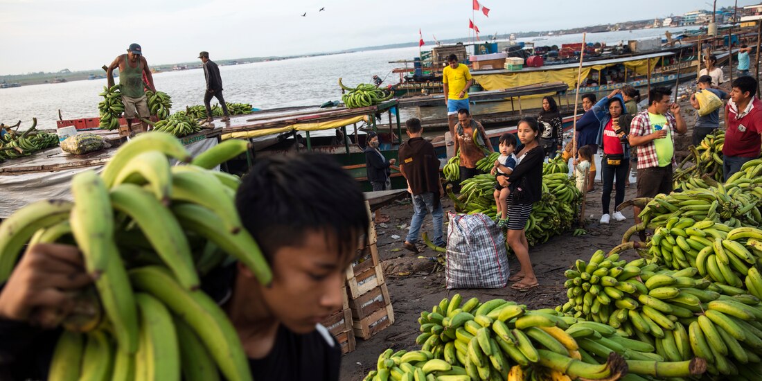 Un joven carga un racimo de plátanos en Ucayali, Perú, el 10 de septiembre.
