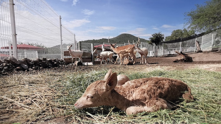 Para mantener la buena salud de los ciervos del Parque Ecológico Ehécatl, se les da un complemento de minerales y nutrientes