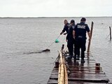 El perrito fue rescatado tras ser amarrado a un muelle.